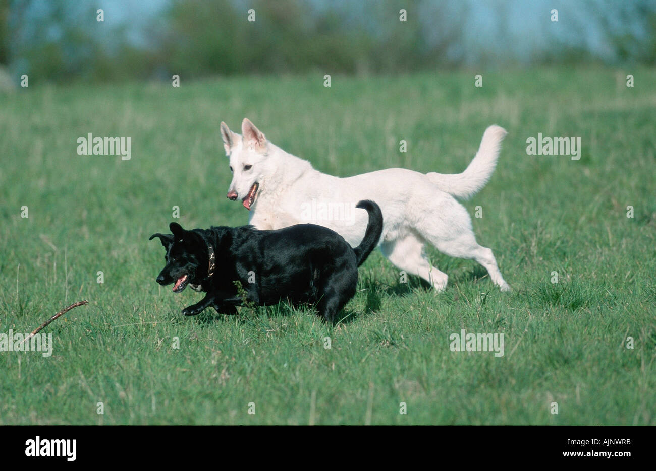 Weißer Schweizer Schäferhund und gemischte Rasse Hund Berger de Deutschland Stockfoto