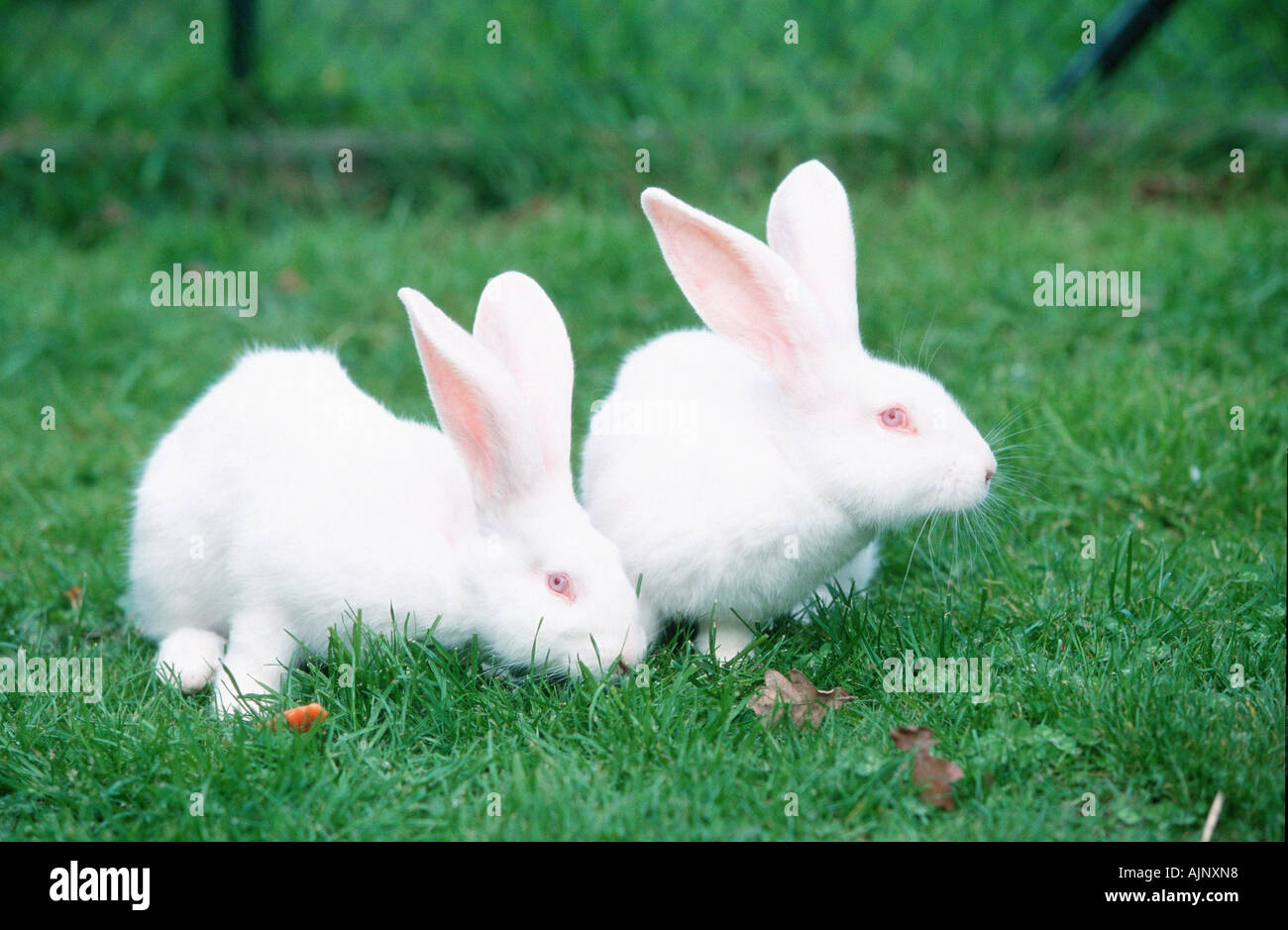Deutscher riese kaninchen -Fotos und -Bildmaterial in hoher Auflösung ...