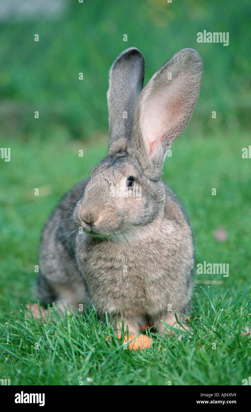 Deutsches Riesenkaninchen Stockfoto