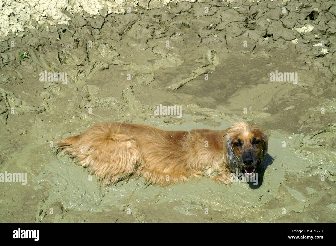 Gelber Hund Afghanischer Windhund liegend im Schlamm Schlagloch auf Wiese erholend Abkühlung warmer Sommer Stockfoto