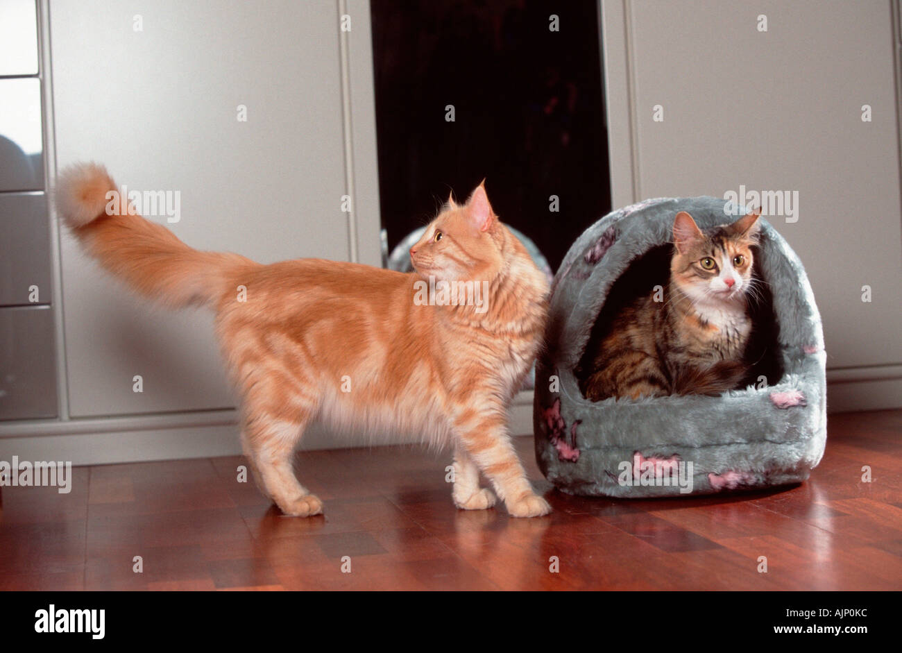 Norwegische Waldkatzen schwarz weiß und Rot Silber Classic Tabby tortie Stockfoto
