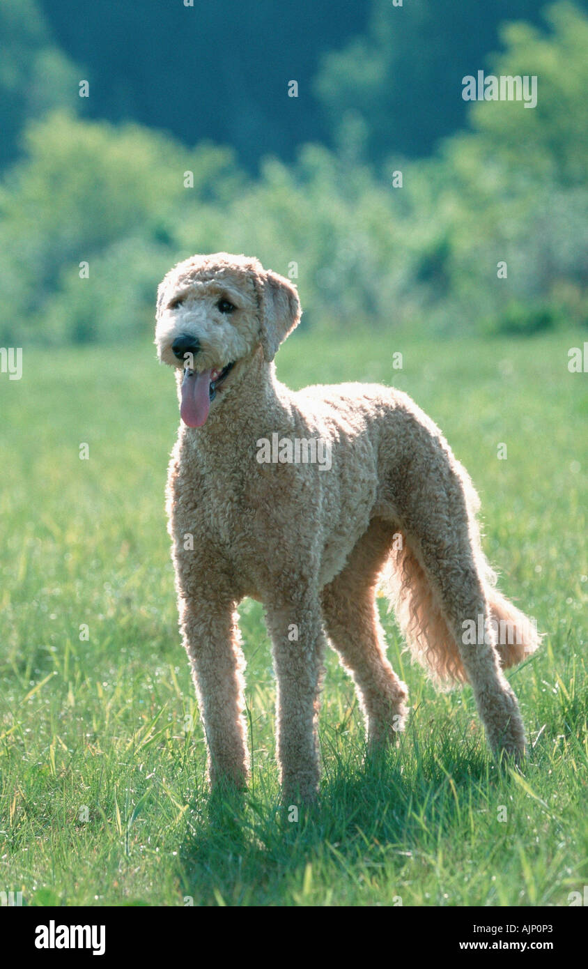 Standard Pudel Apricot geschoren Stockfoto