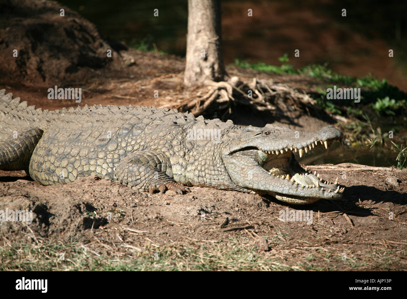 Krokodile sonnen sich in der Sonne Stockfoto