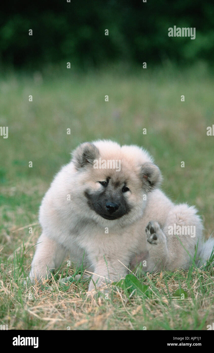 Eurasier Welpen 14 Wochen Stockfoto