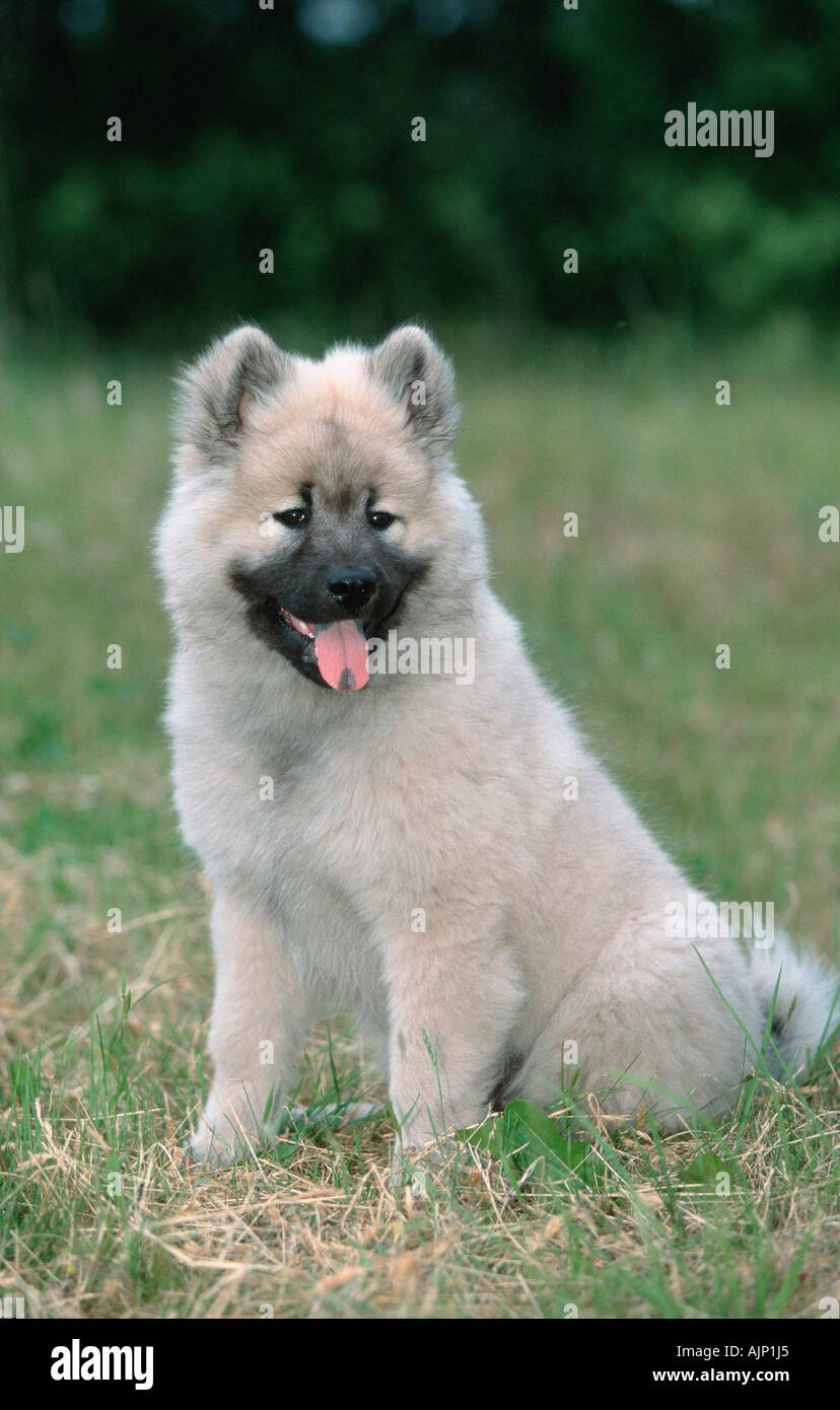 Eurasier Welpen 14 Wochen Stockfoto