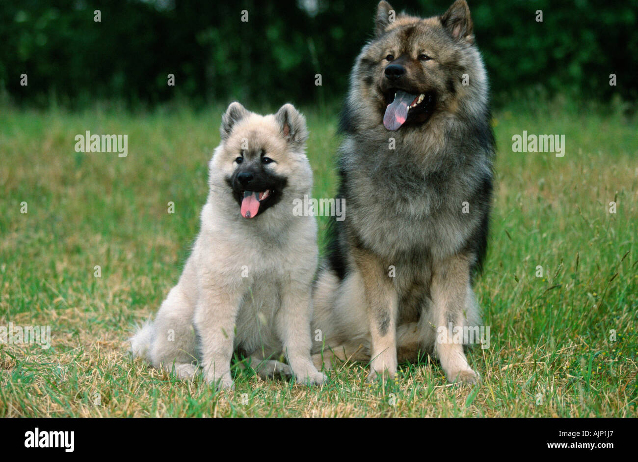Eurasier mit Welpen 14 Wochen Stockfoto