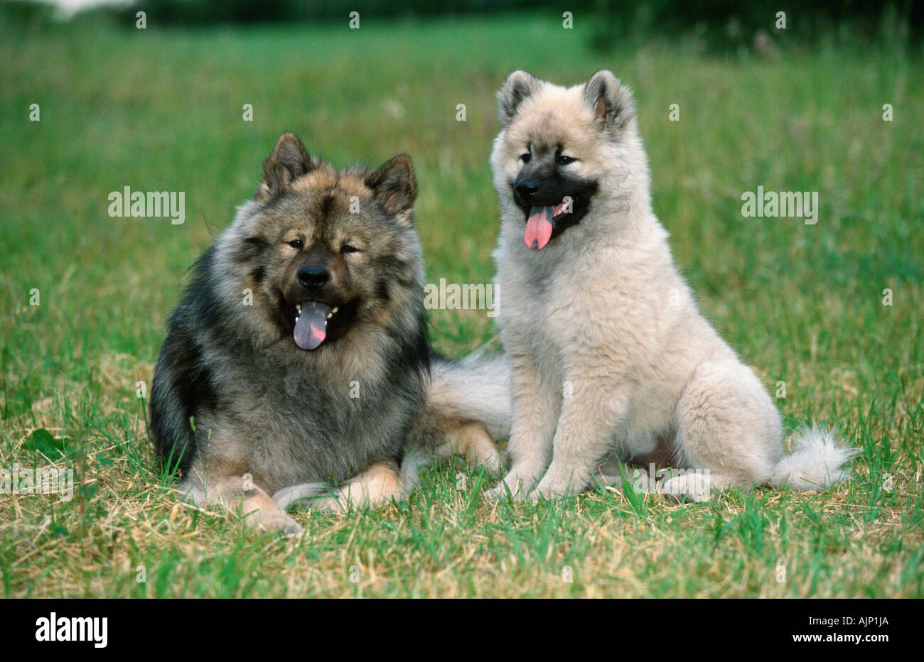 Eurasier mit Welpen 14 Wochen Stockfoto