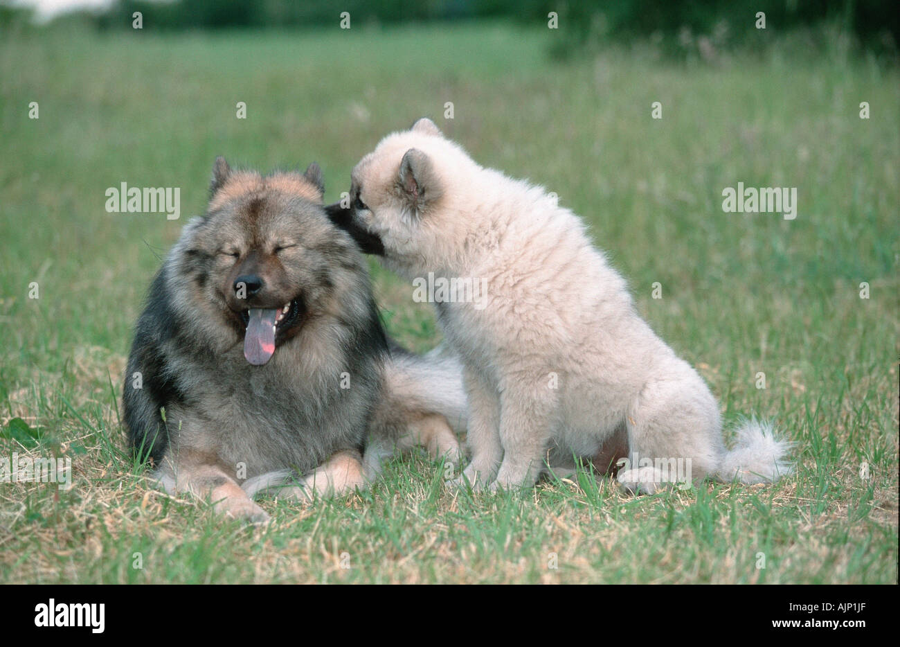 Eurasier mit Welpen 14 Wochen Stockfoto