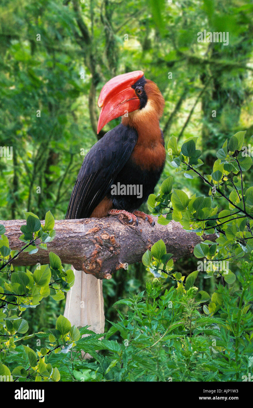 Rufous Hornbill männlichen Buceros Hydrocorax hydrocorax Stockfoto