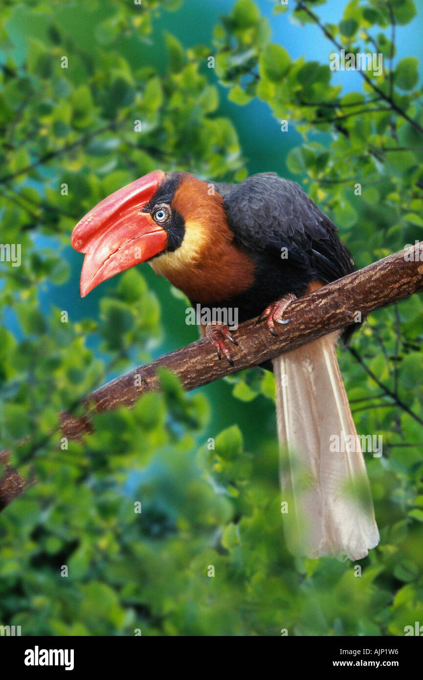 Rufous Hornbill weibliche Buceros Hydrocorax hydrocorax Stockfoto