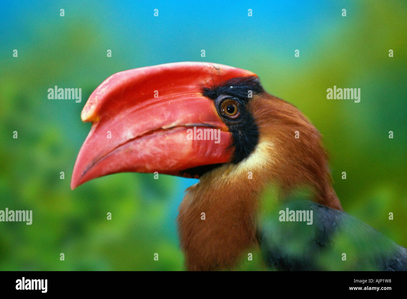 Rufous Hornbill männlichen Buceros Hydrocorax hydrocorax Stockfoto