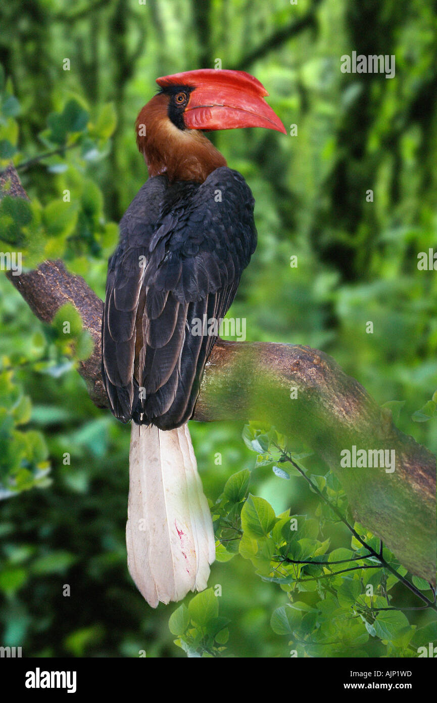 Rufous Hornbill männlichen Buceros Hydrocorax hydrocorax Stockfoto