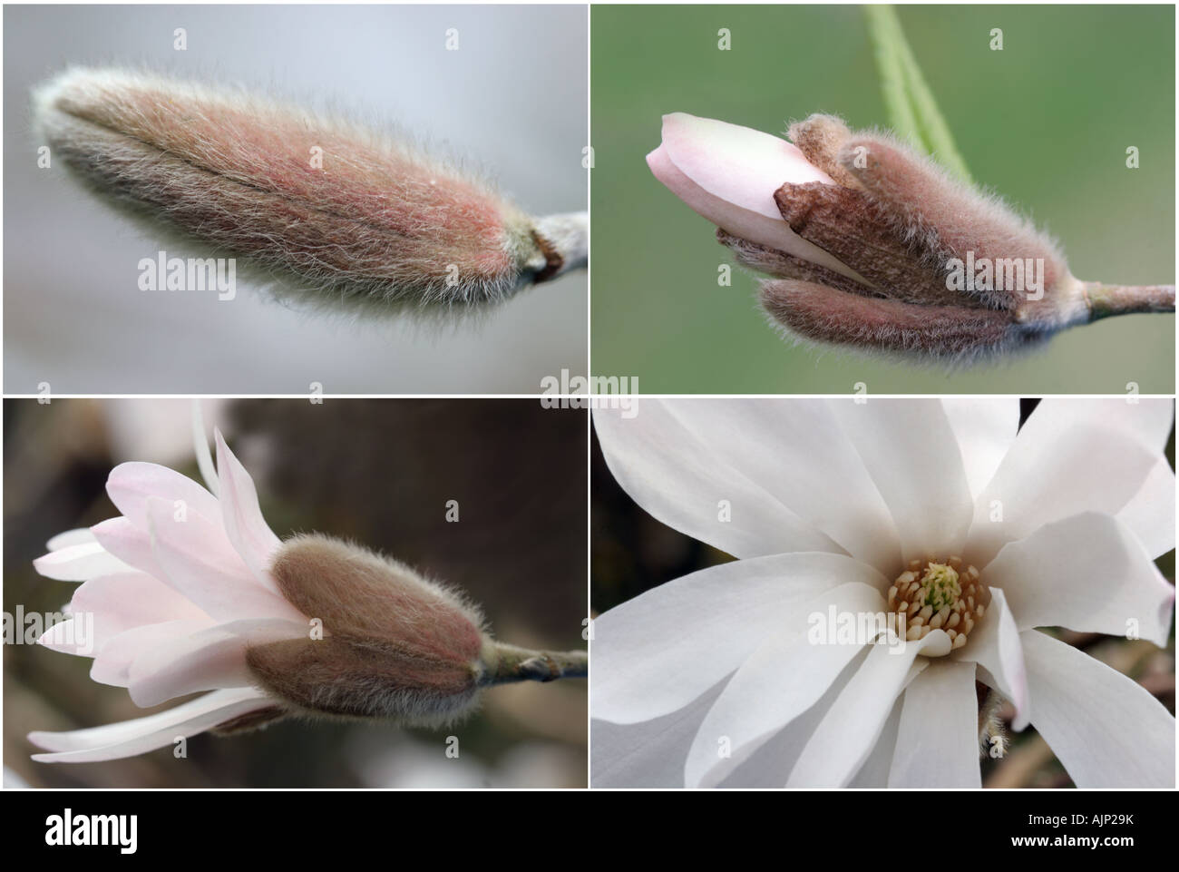 Stern Sie-Magnolie - Magnolia Stellata Rosea - Entwicklung der Knospe zur Blüte Stockfoto