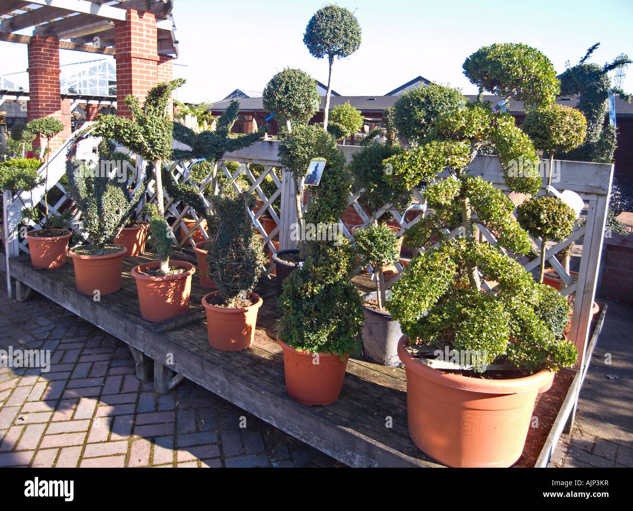 Formschnitt Pflanzen zum Verkauf an einen englischen Gartencenter Stockfoto