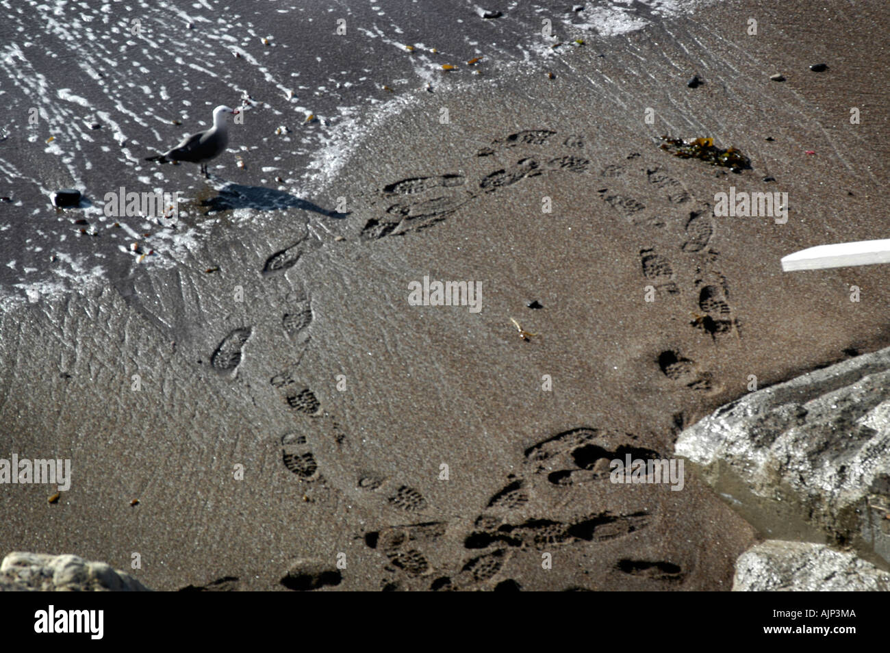 Eine Möwe scheint zu betrachten und darüber nachzudenken die Bedeutung der Fußspuren im Sand, die in einem Kreis zu, um gehen Stockfoto