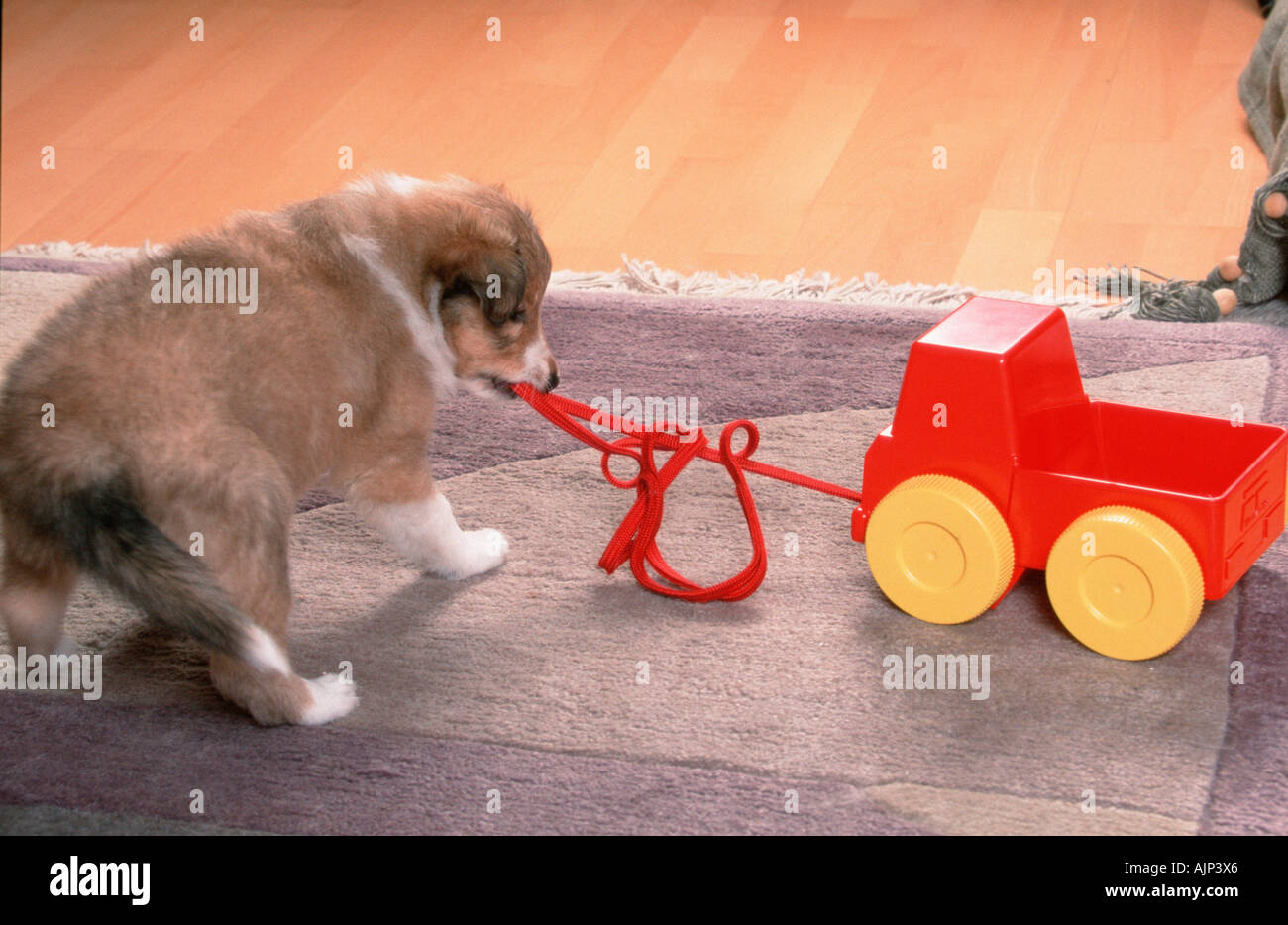 Sheltie Welpen 6 Wochen mit Spielzeug Shetland Sheepdog Stockfoto