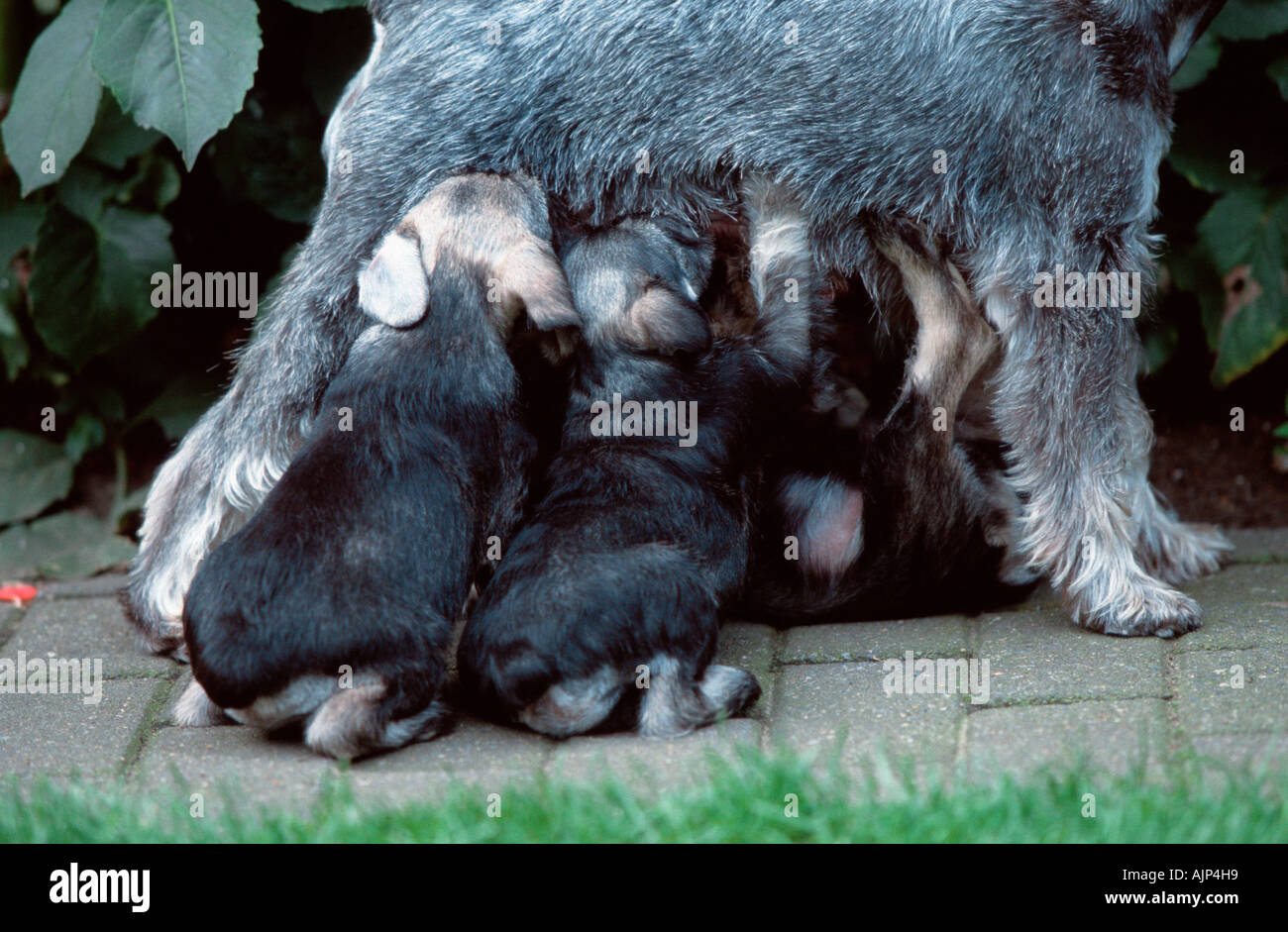 Zwergschnauzer Pfeffer und Salz Welpen 7 Wochen Stockfoto