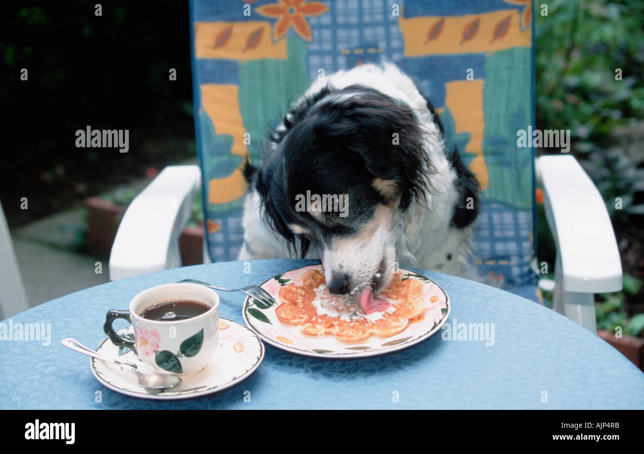 Gemischte Rasse Hund leckt Sahne von waffl Stockfoto
