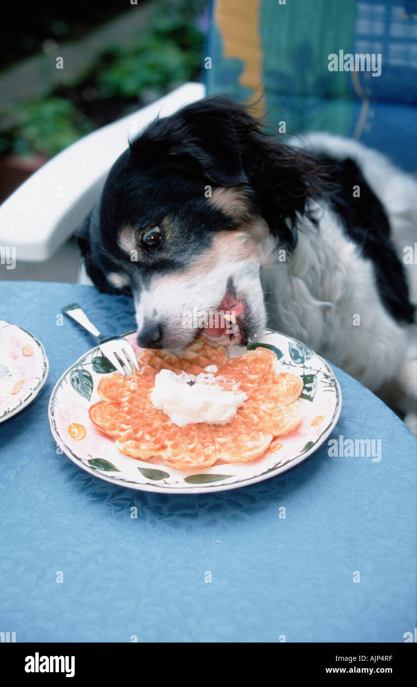 Gemischte Rasse Hund leckt Sahne von Waffl auf Teller Stockfoto