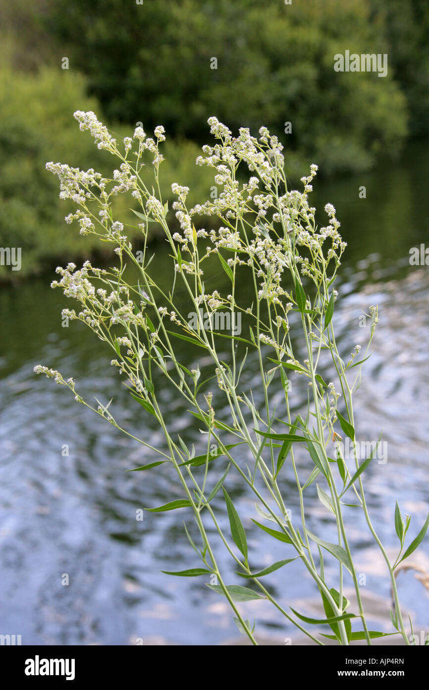 Feldkresse aka Dittander, Diptam, Kresse, Peppergrass oder hohen weißen Top Lepidium latifolium Stockfoto