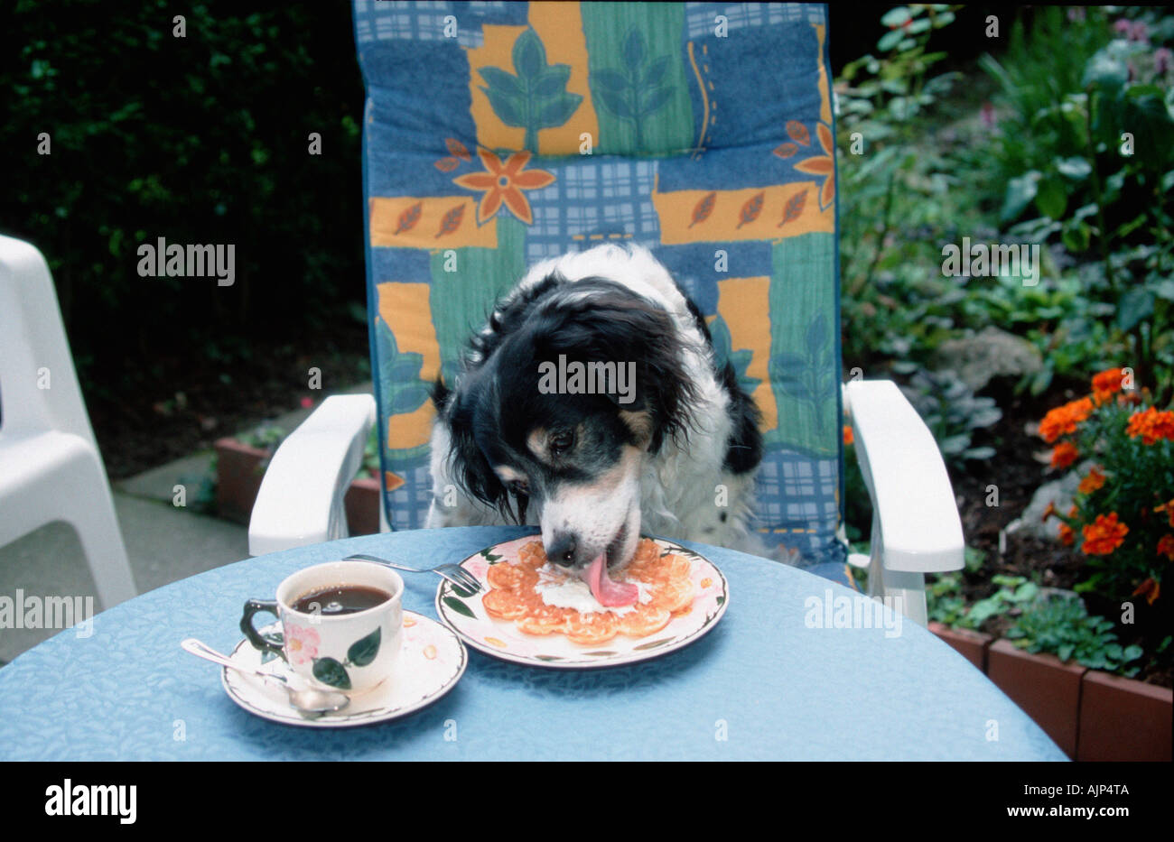 Gemischte Rasse Hund leckt Sahne von Waffel auf Platte Stockfoto