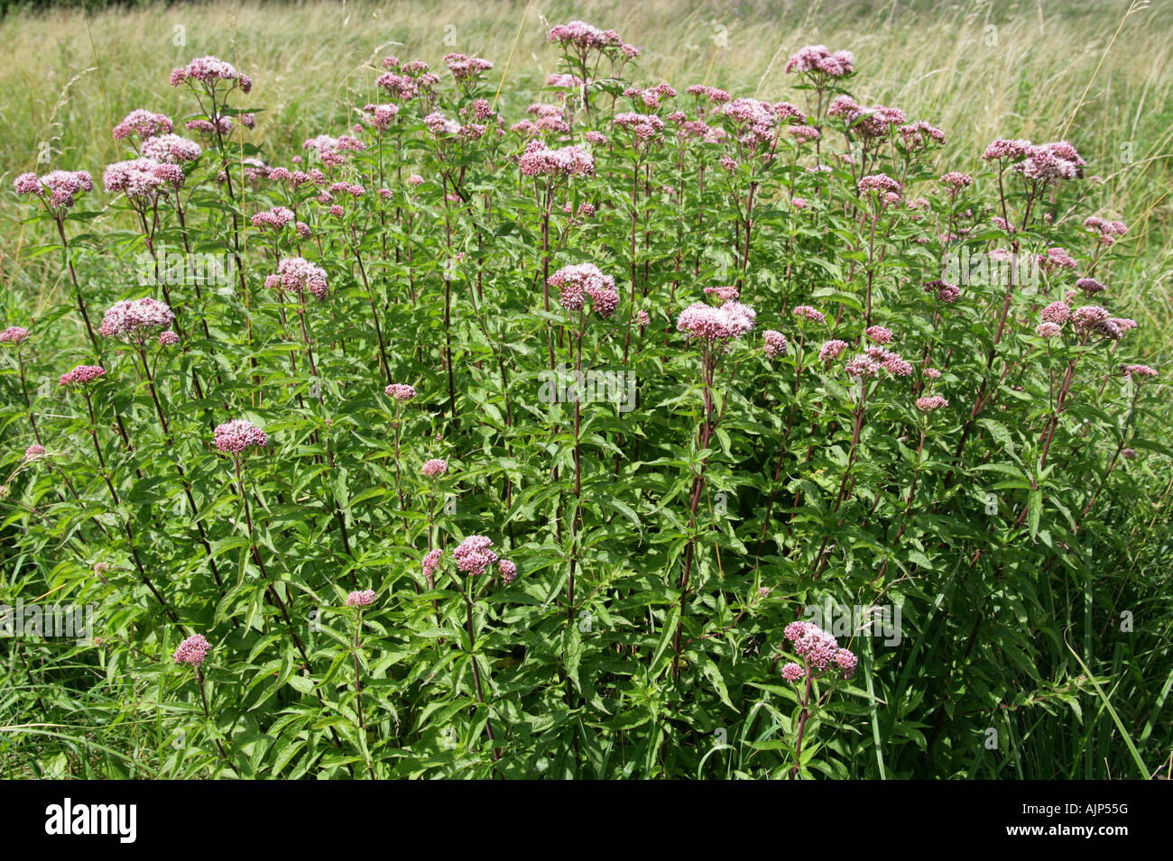 Hemp Agrimony, Eupatorium Cannabinum, Asteraceae Stockfoto