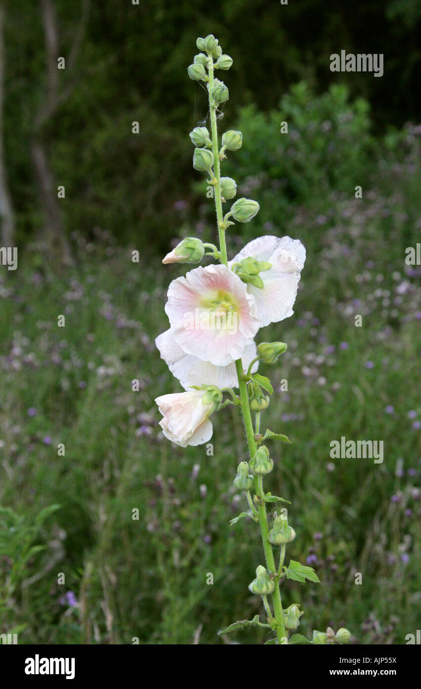 Hollyhock, Alcea rosea, Malvaceae Stockfoto