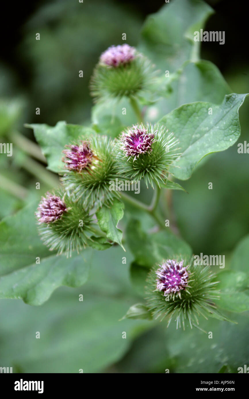 Geringerem Klette, Arctium minus, Asteraceae Stockfoto