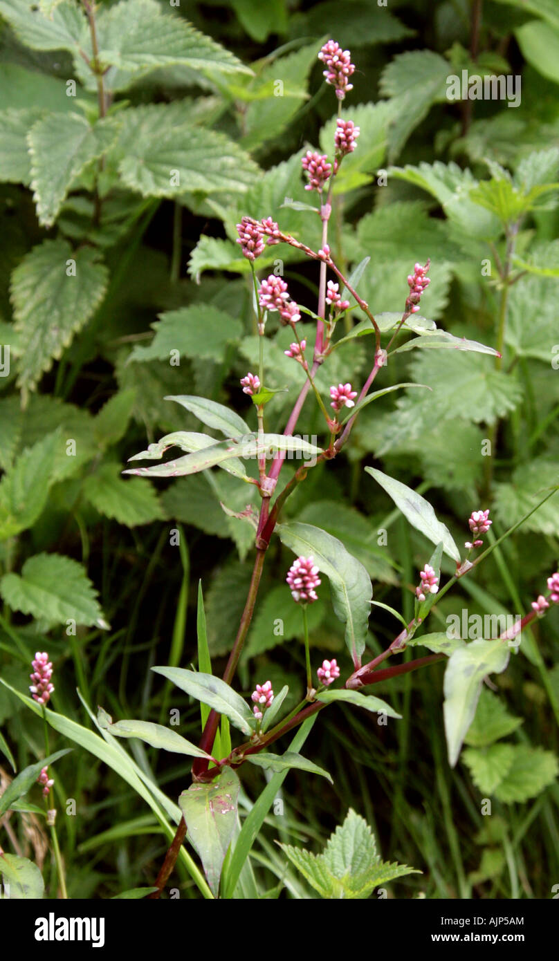 Rotschenkel Persicaria Maculosa Knie Stockfoto