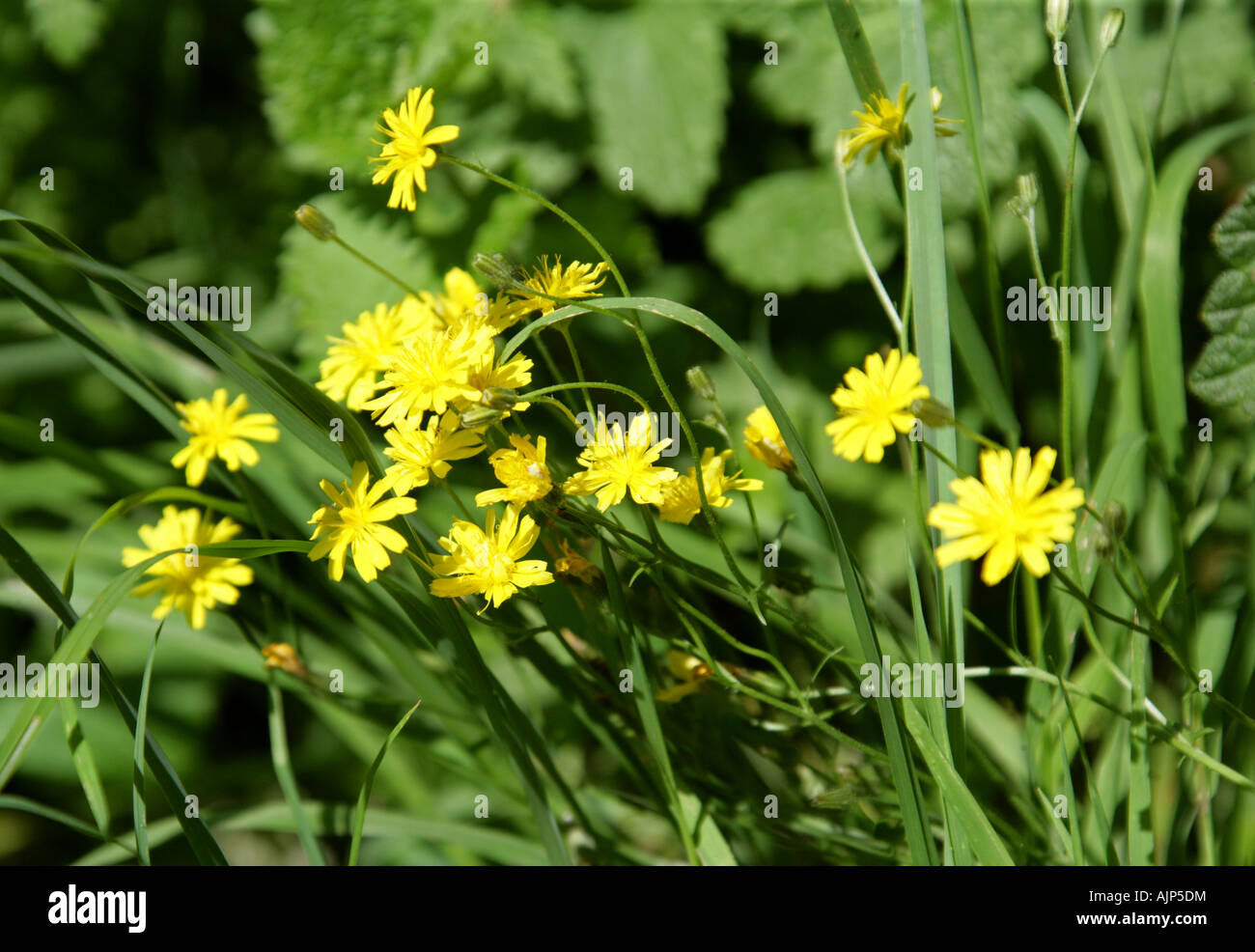 Smooth Hawksbeard, Crepis Capillaris, Asteraceae (Compositae) Stockfoto