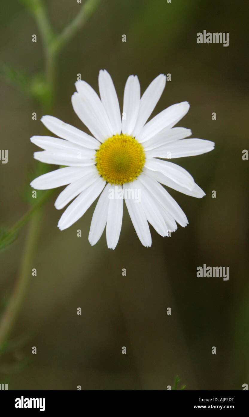 Geruchlos Mayweed, Matricaria Perforata oder Tripleurospermum Inodorum oder Tripleurospermum Perforatum, Asteraceae. Stockfoto