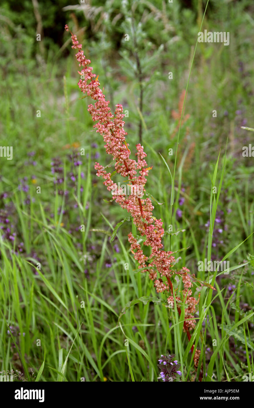 Gemeinsamen Sauerampfer Rumex liegen Knie Stockfoto