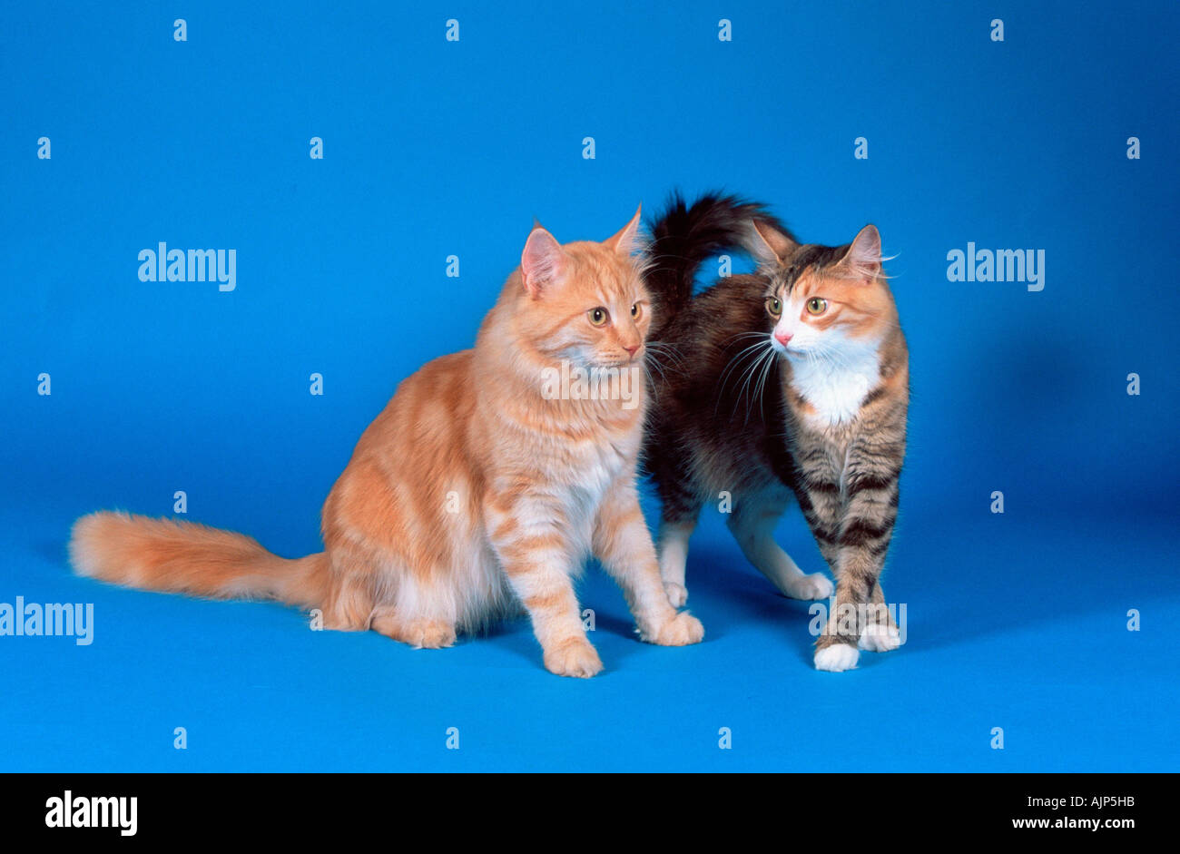 Norwegische Waldkatzen schwarz weiß und Rot Silber Classic Tabby tortie Stockfoto