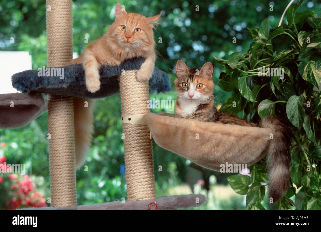 Norwegische Waldkatzen schwarz weiß und Rot Silber Classic Tabby tortie Stockfoto