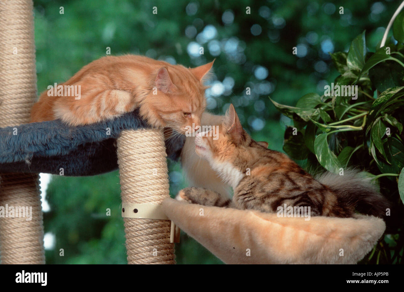 Norwegische Waldkatzen schwarz weiß und Rot Silber Classic Tabby tortie Stockfoto