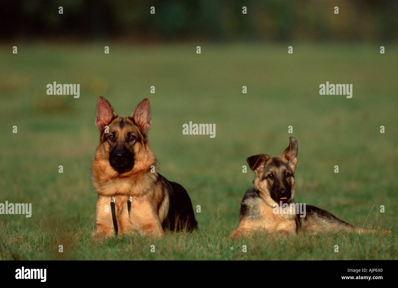 Deutscher Schäferhund mit Welpen Elsässer Stockfoto