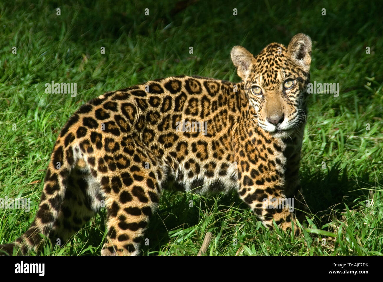 Jaguar Panthera Onca Manaus Amazonas Brasilien Stockfoto