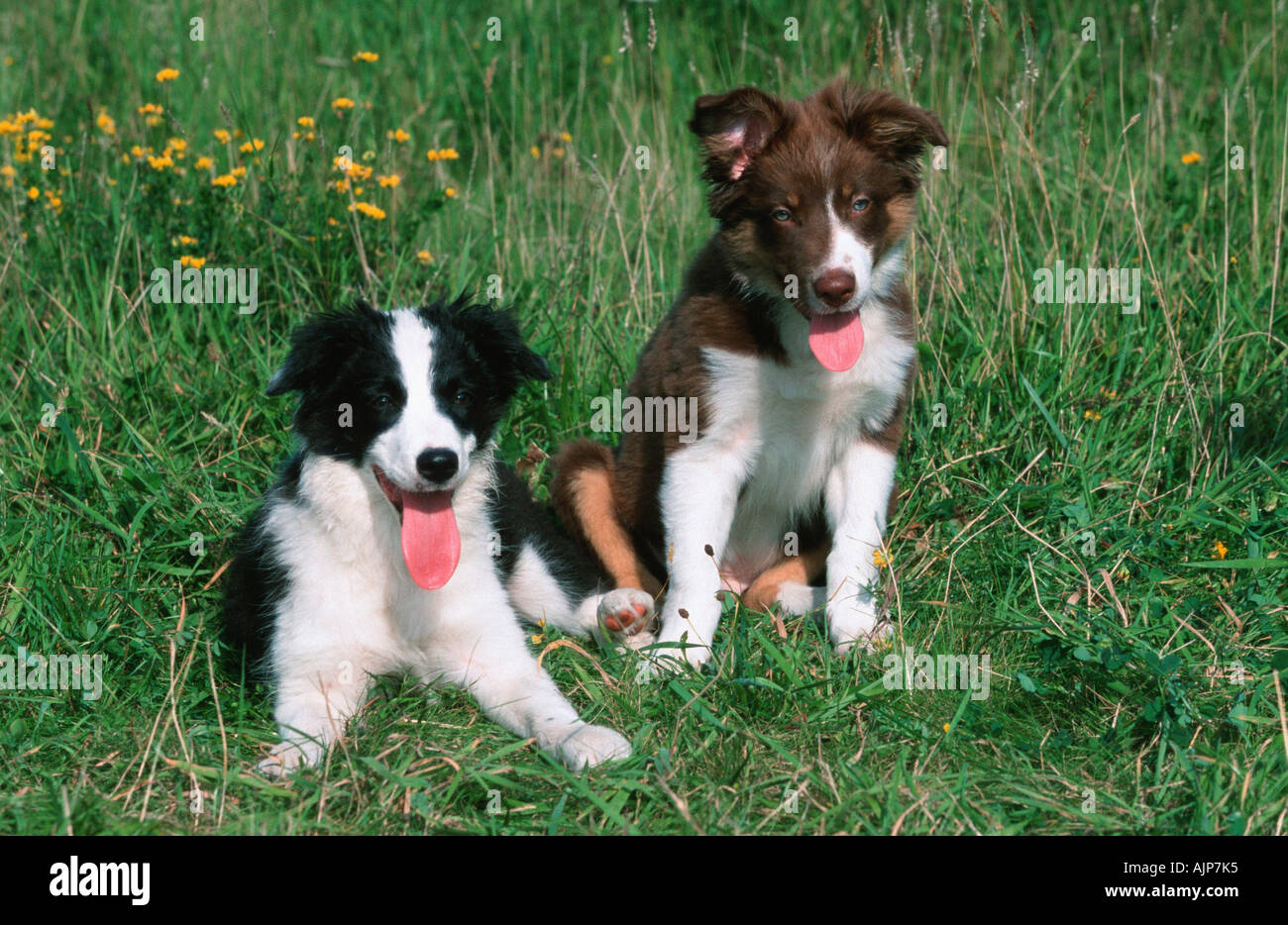 Border Collies Welpen Stockfoto