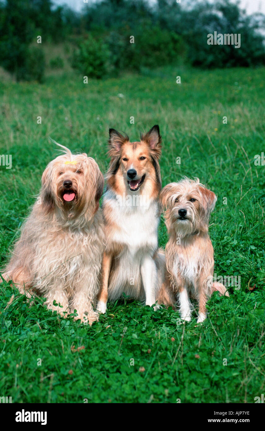Rough Collie und gemischte Rasse Hunde Gruppe Drei drei Stockfoto
