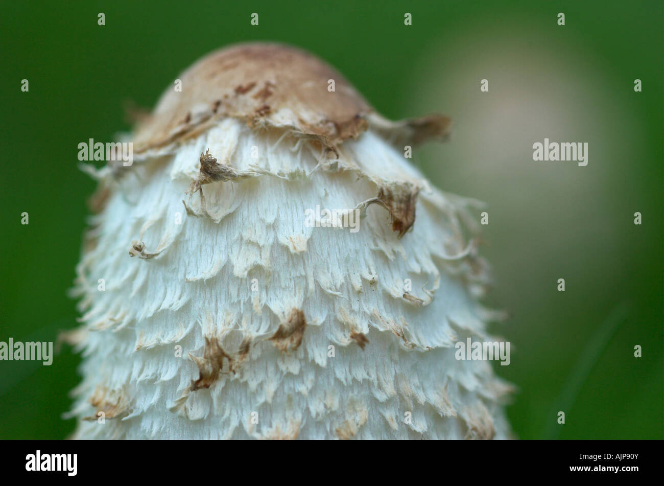 Parasol Pilz Lepiota procera Stockfoto