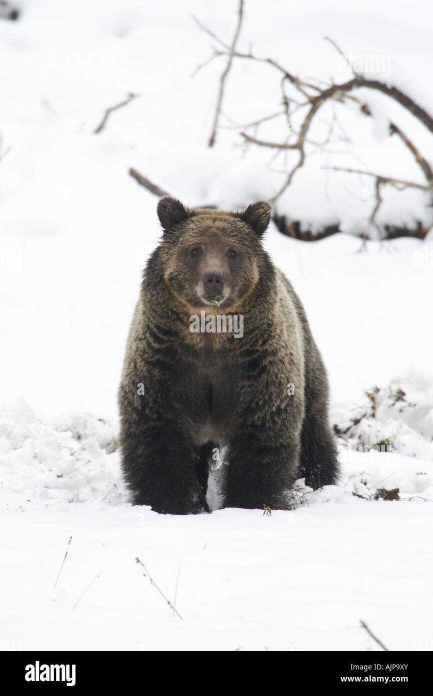 Grizzly Bären im Herbst Schnee im Yellowstone National Park Stockfoto