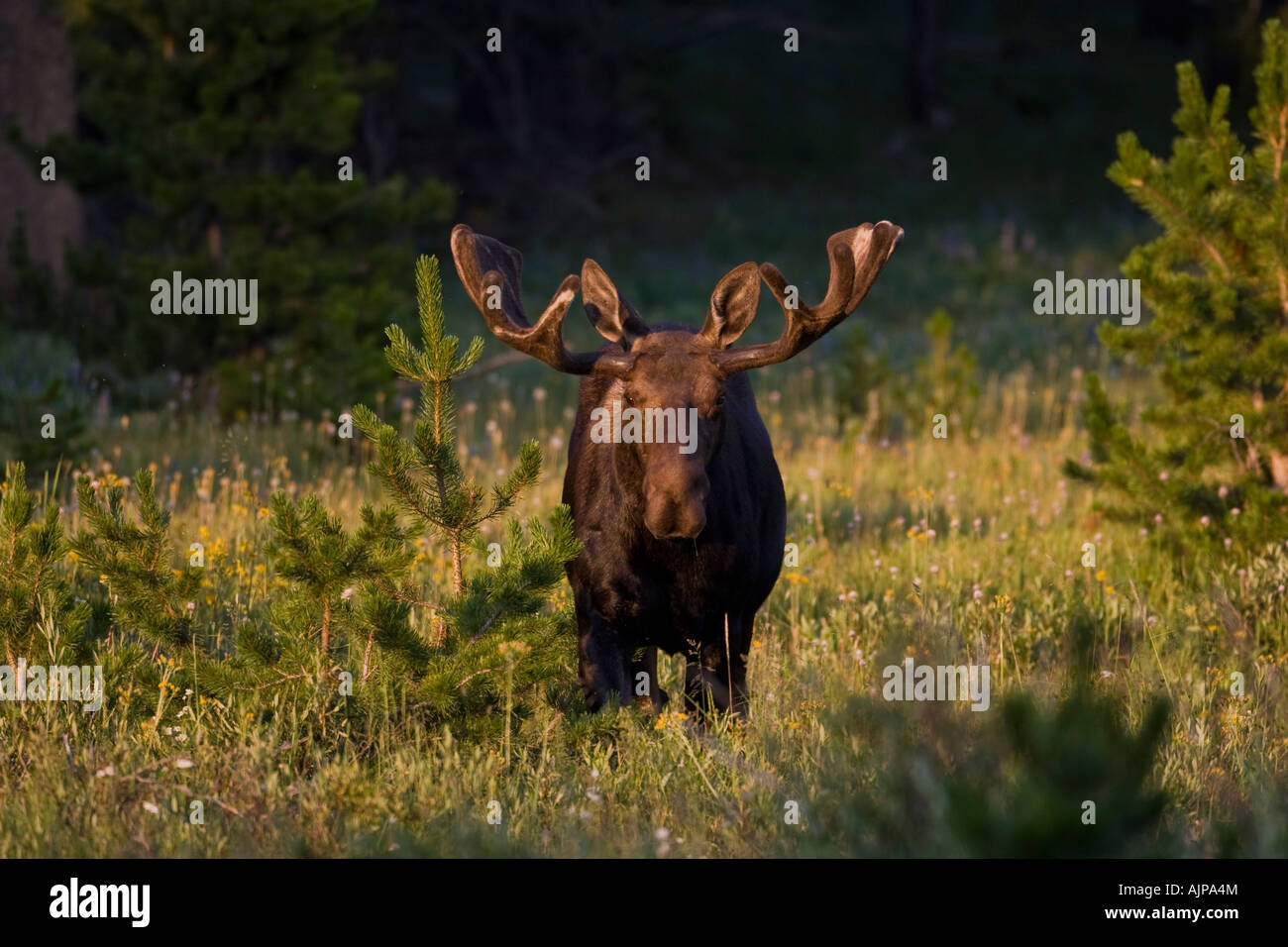 Bull Moose im Sommer mit Geweih in Samt Stockfoto