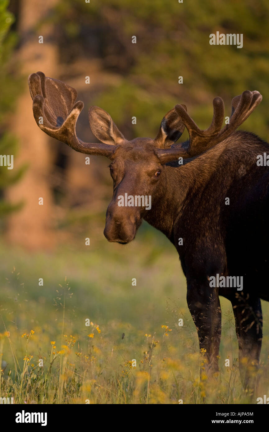 Bull Moose im Sommer Stockfoto