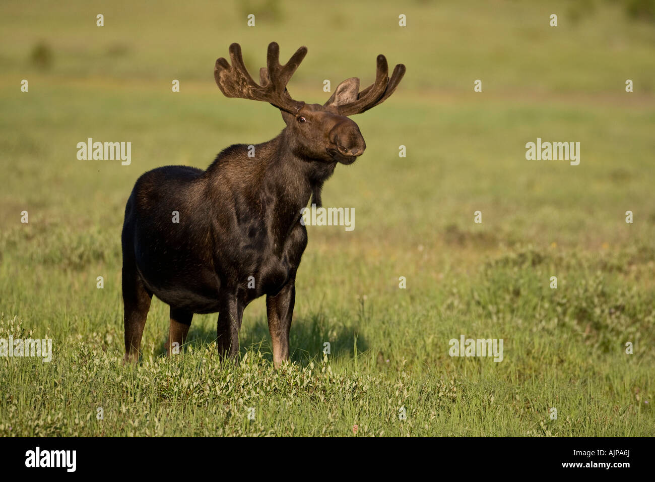 Bull Moose in samt Stockfoto
