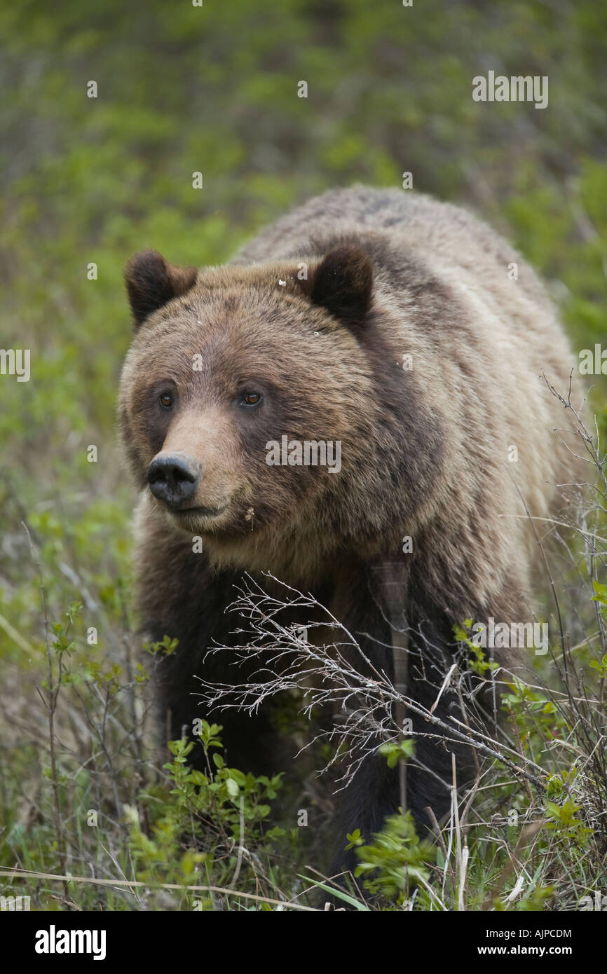 Grizzlybär im Yellowstone-Nationalpark Stockfoto