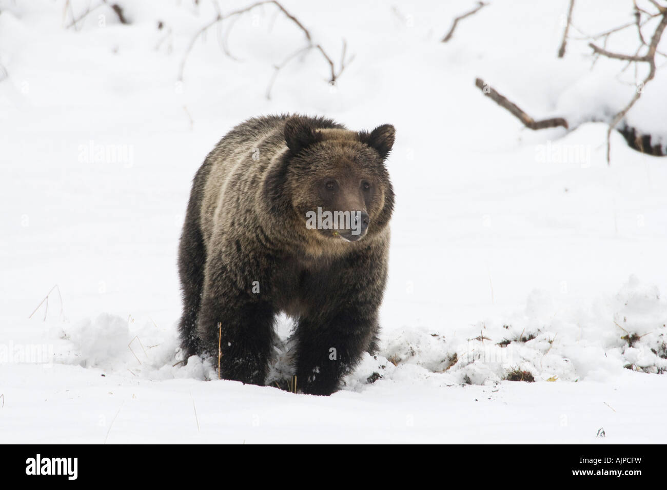 Grizzly Bär im Herbst Schnee Stockfoto