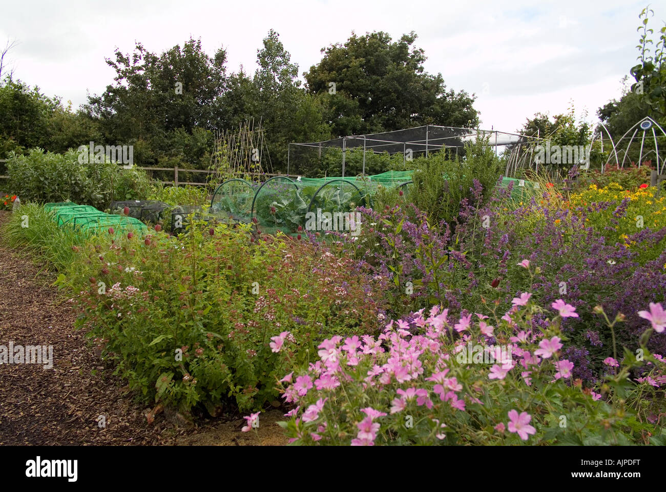 Ein Array von Gartenblumen im Garten Bio, Ryton, warwickshire Stockfoto