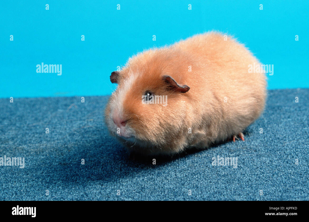 Rex Meerschweinchen satin Stockfoto