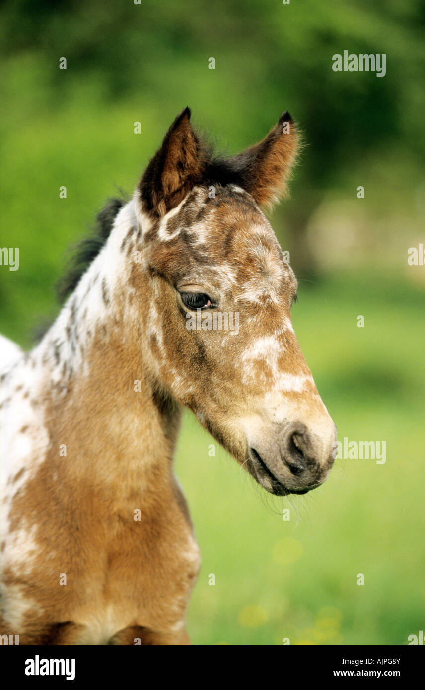 Porträt eines jungen Pferdes Stockfoto