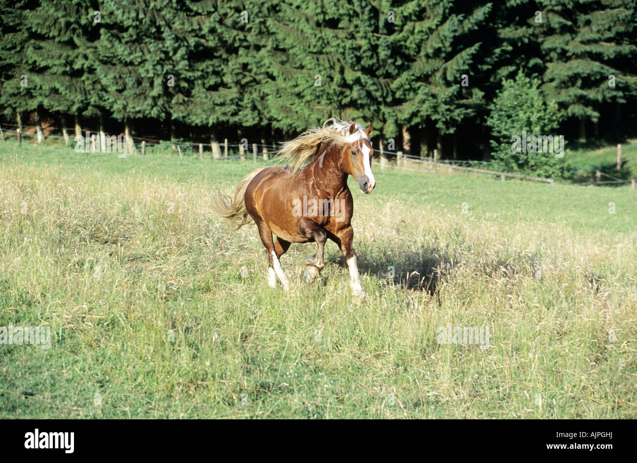 ein Welsh Cob Pferd auf einer Wiese Stockfoto